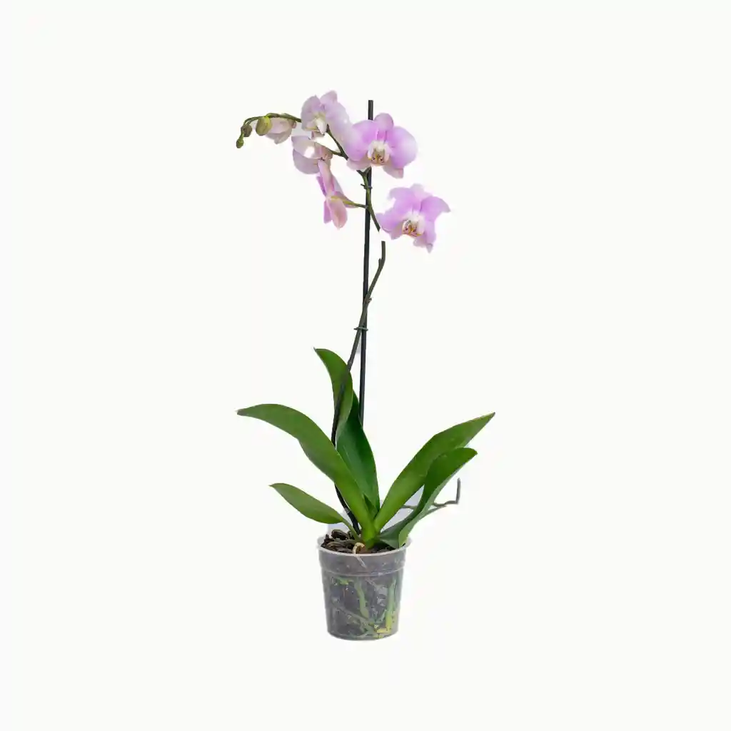 Orquidea 1 Vara Morada Sabiduria