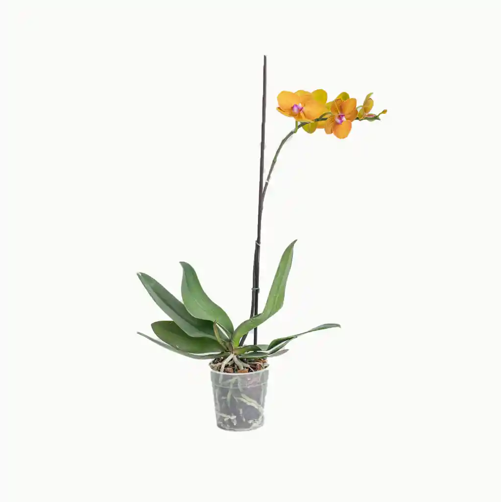 Orquidea 1 Vara Amarilla Alegria