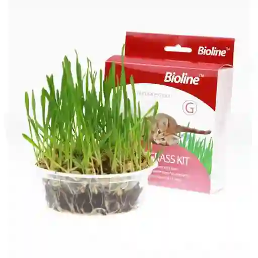 Pasto Gatuno Cat Grass Kit 12 G
