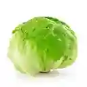 Lechuga Batavia