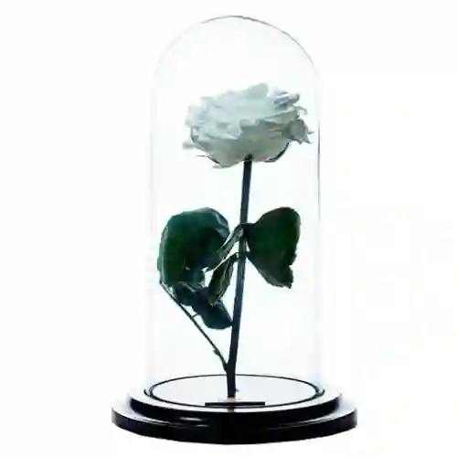 Rosa Inmortalizada Blanca