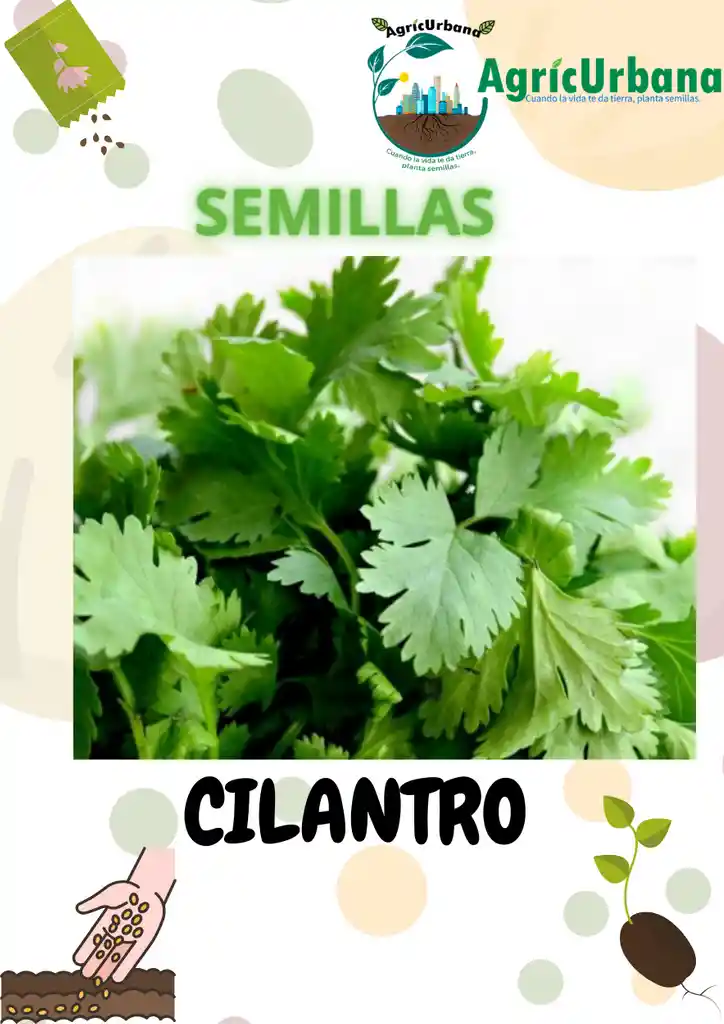 Semillas Cilantro Long Standing Op Siembra Cultivo Siembra Hortaliza