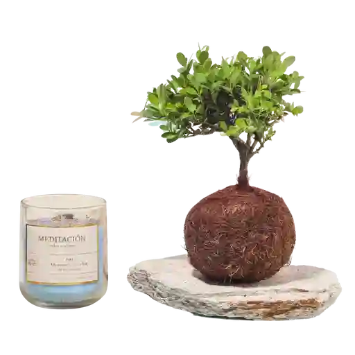 Kit Meditación Con Bonsai En Kokedama