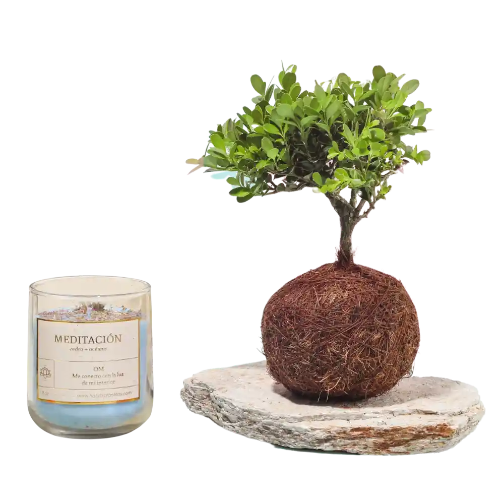 Kit Meditación Con Bonsai En Kokedama