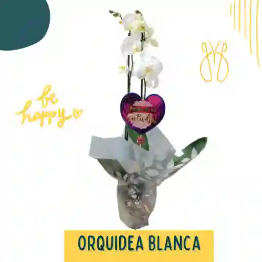 Orquidea 2 Varas Blanca A Domicilio