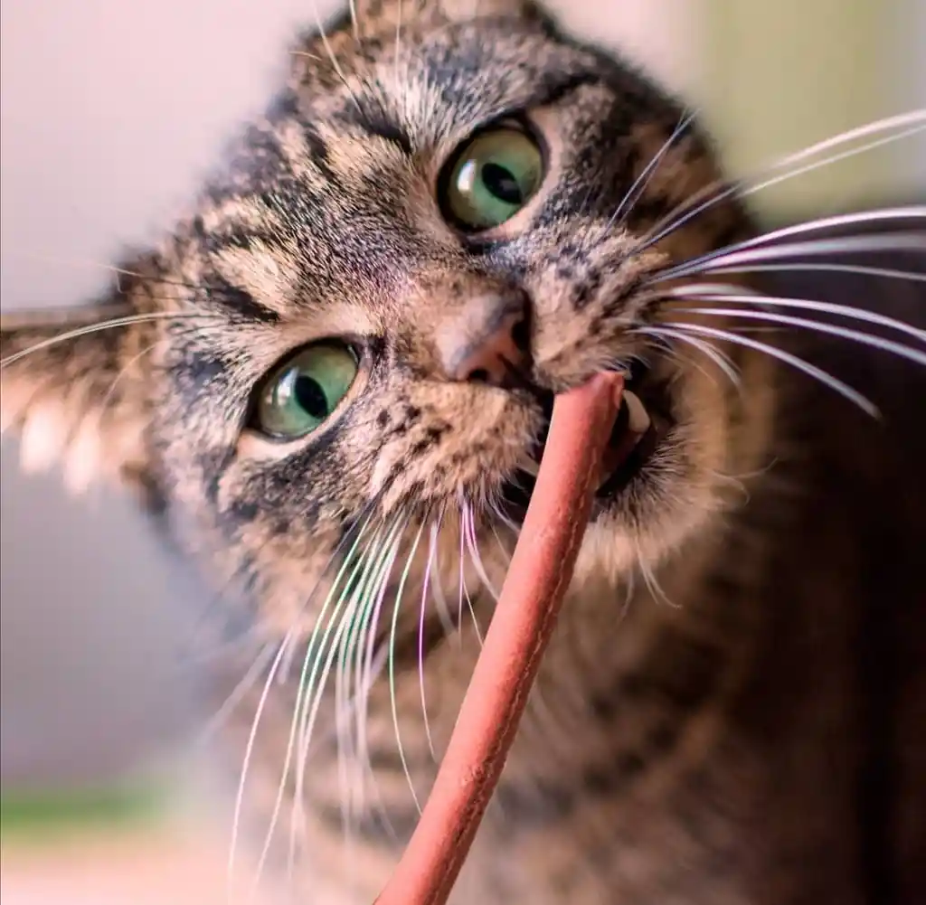 Snack Para Gato Cabano De Salmon Y Trucha