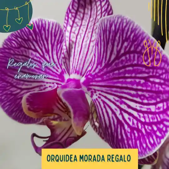 Orquidea Morada Dos Varas Regalo
