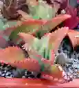 Suculenta Kalanchoe - Detalle Con Amor Para Regalo En Fecha Especial, Navidad, Cumpleaños, Aniversario, Condolencias, Graduación, Felicitaciones Y Agradecimiento.