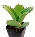 Suculenta Kalanchoe - Detalle Con Amor Para Regalo En Fecha Especial, Navidad, Cumpleaños, Aniversario, Condolencias, Graduación, Felicitaciones Y Agradecimiento.