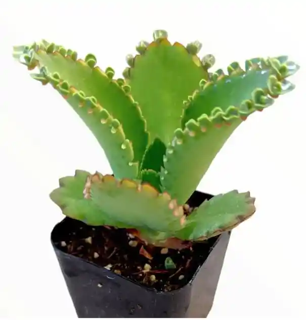Suculenta Kalanchoe - Detalle Con Amor Para Regalo En Fecha Especial, Navidad, Cumpleaños, Aniversario, Condolencias, Graduación, Felicitaciones Y Agradecimiento.