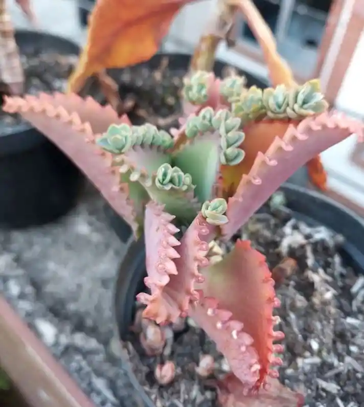 Suculenta Kalanchoe - Detalle Con Amor Para Regalo En Fecha Especial, Navidad, Cumpleaños, Aniversario, Condolencias, Graduación, Felicitaciones Y Agradecimiento.