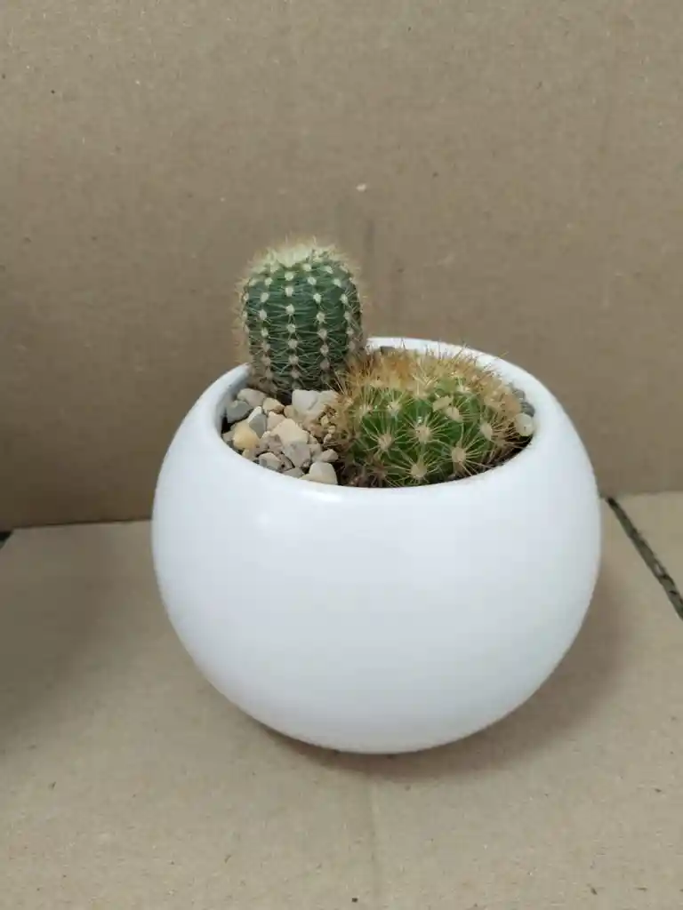 Cactus Duo En Ceramica