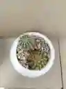 Cactus Duo En Ceramica