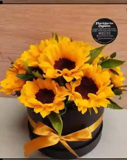 Cilindro Girasoles Aquiles