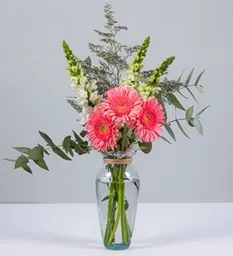 Gerberas Rosadas