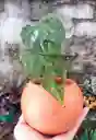 Planta Natural En Matera De Barro - Detalle Con Amor Para Regalo En Fecha Especial, Navidad, Cumpleaños, Aniversario, Condolencias, Graduación, Felicitaciones Y Agradecimiento.