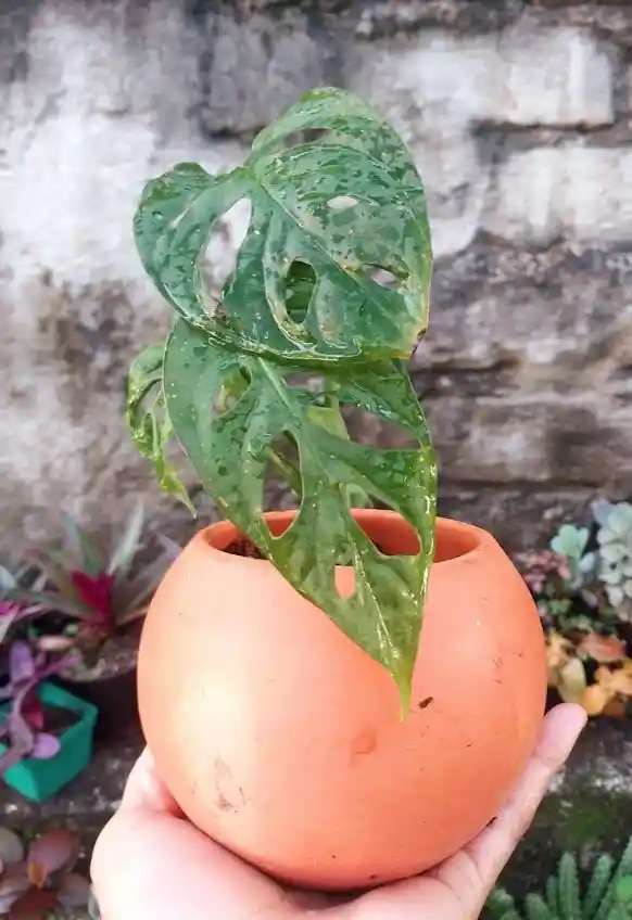 Planta Natural En Matera De Barro - Detalle Con Amor Para Regalo En Fecha Especial, Navidad, Cumpleaños, Aniversario, Condolencias, Graduación, Felicitaciones Y Agradecimiento.