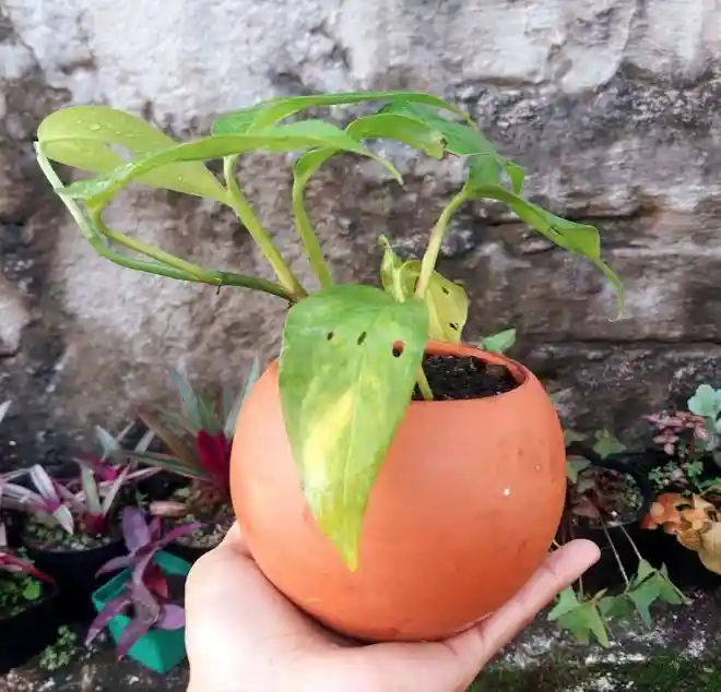 Planta Natural En Matera De Barro - Detalle Con Amor Para Regalo En Fecha Especial, Navidad, Cumpleaños, Aniversario, Condolencias, Graduación, Felicitaciones Y Agradecimiento.