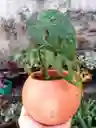 Planta Natural En Matera De Barro - Detalle Con Amor Para Regalo En Fecha Especial, Navidad, Cumpleaños, Aniversario, Condolencias, Graduación, Felicitaciones Y Agradecimiento.