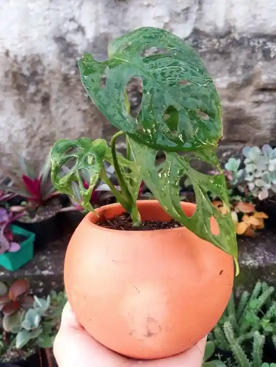 Planta Natural En Matera De Barro - Detalle Con Amor Para Regalo En Fecha Especial, Navidad, Cumpleaños, Aniversario, Condolencias, Graduación, Felicitaciones Y Agradecimiento.