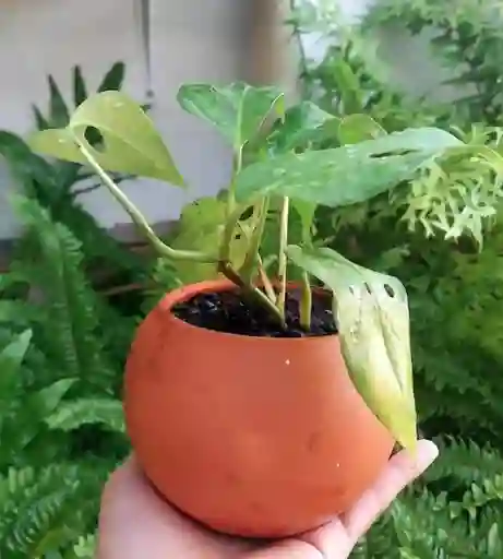 Planta Natural En Matera De Barro - Detalle Con Amor Para Regalo En Fecha Especial, Navidad, Cumpleaños, Aniversario, Condolencias, Graduación, Felicitaciones Y Agradecimiento.