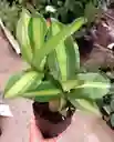 Tronco De La Felicidad Pequeño - Detalle Con Amor Para Regalo En Fecha Especial, San Valentín, Cumpleaños, Aniversario, Condolencias, Graduación, Felicitaciones Y Agradecimiento.