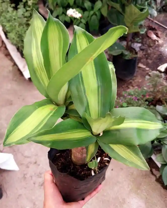 Tronco De La Felicidad Pequeño - Detalle Con Amor Para Regalo En Fecha Especial, San Valentín, Cumpleaños, Aniversario, Condolencias, Graduación, Felicitaciones Y Agradecimiento.