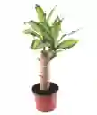 Tronco De La Felicidad Pequeño - Detalle Con Amor Para Regalo En Fecha Especial, San Valentín, Cumpleaños, Aniversario, Condolencias, Graduación, Felicitaciones Y Agradecimiento.