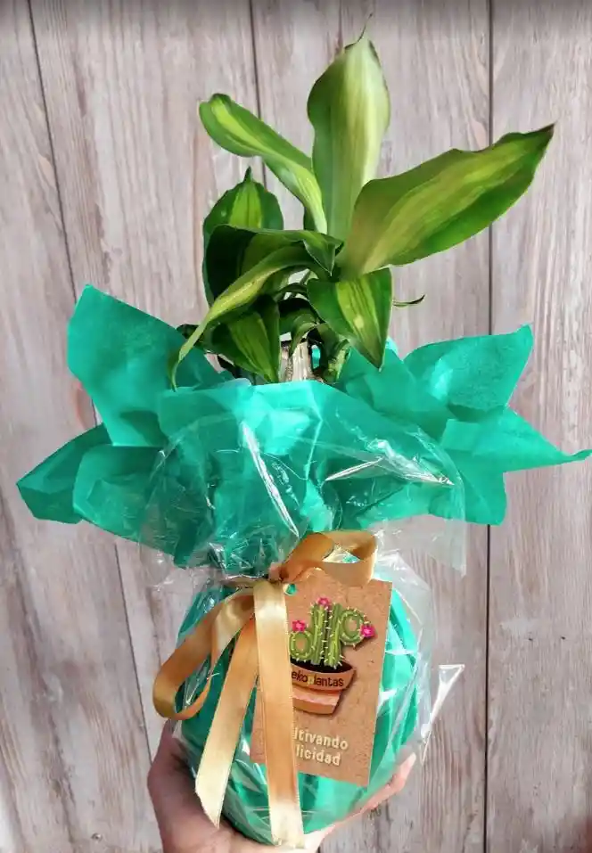 Tronco De La Felicidad Pequeño - Detalle Con Amor Para Regalo En Fecha Especial, San Valentín, Cumpleaños, Aniversario, Condolencias, Graduación, Felicitaciones Y Agradecimiento.