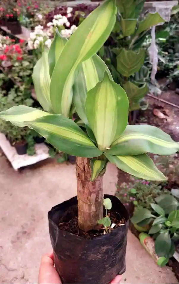 Tronco De La Felicidad Pequeño - Detalle Con Amor Para Regalo En Fecha Especial, San Valentín, Cumpleaños, Aniversario, Condolencias, Graduación, Felicitaciones Y Agradecimiento.