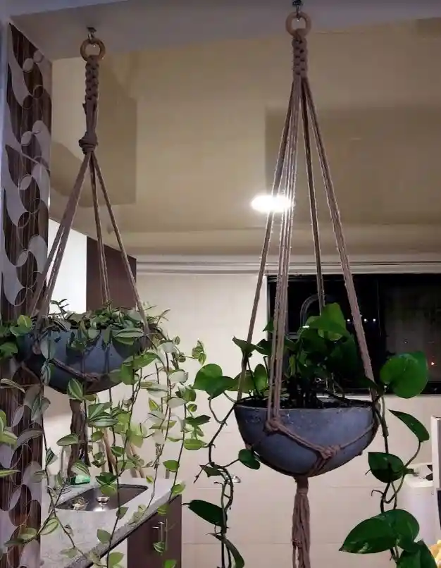 Plantas Colgantes En Tejido Macramé- Detalle Con Amor Para Regalo En Fecha Especial, Amor Y Amistad Cumpleaños, Aniversario, Condolencias, Graduación, Felicitación Y Agradecimiento.