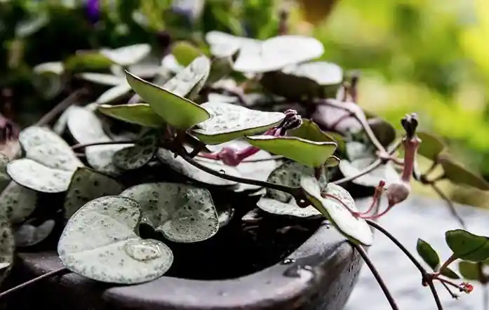 Planta Corazón O Ceropegia - Detalle Con Amor Para Regalo En Fecha Especial, Cumpleaños, Aniversario, Condolencias, Graduación, Felicitaciones Y Agradecimiento.