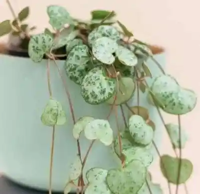Planta Corazón O Ceropegia - Detalle Con Amor Para Regalo En Fecha Especial, Cumpleaños, Aniversario, Condolencias, Graduación, Felicitaciones Y Agradecimiento.