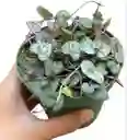 Planta Corazón O Ceropegia - Detalle Con Amor Para Regalo En Fecha Especial, Cumpleaños, Aniversario, Condolencias, Graduación, Felicitaciones Y Agradecimiento.