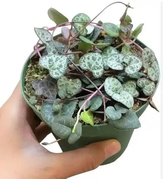 Planta Corazón O Ceropegia - Detalle Con Amor Para Regalo En Fecha Especial, Cumpleaños, Aniversario, Condolencias, Graduación, Felicitaciones Y Agradecimiento.