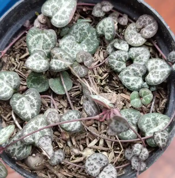 Planta Corazón O Ceropegia - Detalle Con Amor Para Regalo En Fecha Especial, Cumpleaños, Aniversario, Condolencias, Graduación, Felicitaciones Y Agradecimiento.