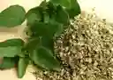 Oregano Organico Recien Cortado De La Huerta