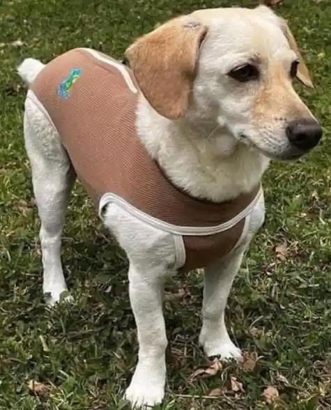 Faja Para Mascotas De 5 A 7gtalla S