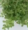 Menta Organica Recien Cortada De La Huerta