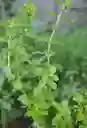 Menta Organica Recien Cortada De La Huerta