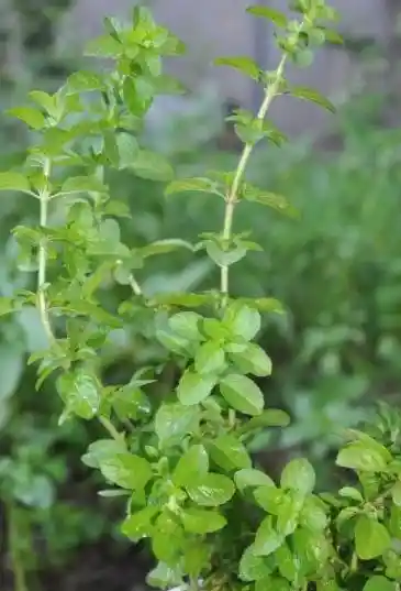 Menta Organica Recien Cortada De La Huerta