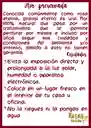 Rosa Eterna Roja Estándar