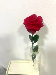 Rosa Roja Preservada En Caja De Lujo