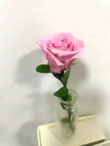 Rosa Rosada Preservada En Caja De Lujo