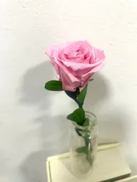 Rosa Rosada Preservada En Caja De Lujo