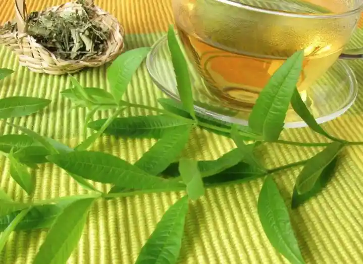 Cidron Organico Recien Cortado De La Huerta