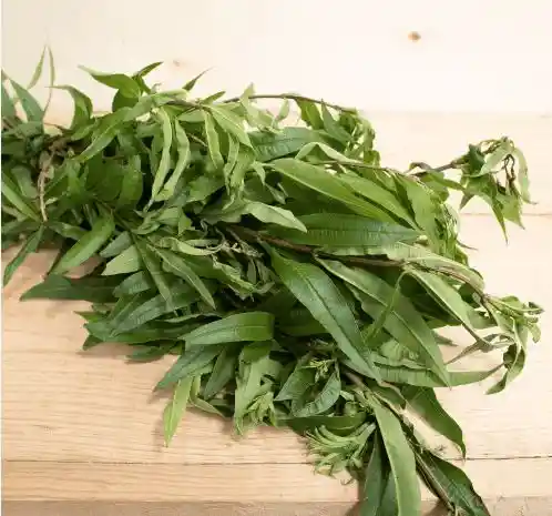 Cidron Organico Recien Cortado De La Huerta