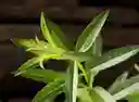 Cidron Organico Recien Cortado De La Huerta