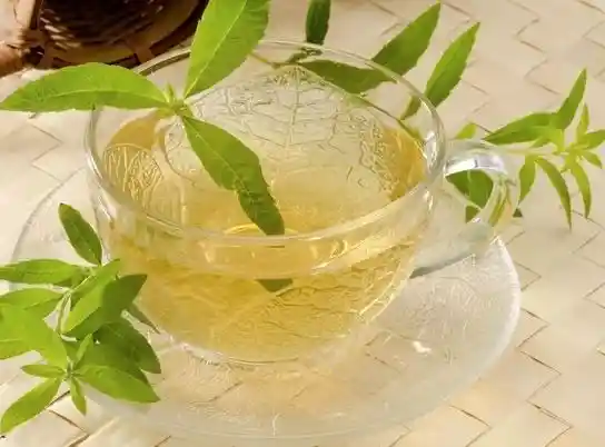 Cidron Organico Recien Cortado De La Huerta