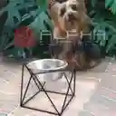 Comedero Para Perro Pequeño